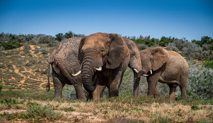 Obraz premium African elephants in the wild