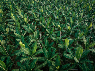 Aerial view of banana trees growing at field - obrazy, fototapety, plakaty