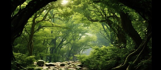 Green forest with sun shining through the tree canopy