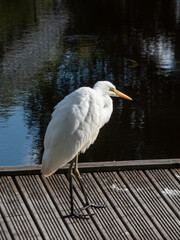 Great or common egret (Ardea alba) with pure white plumage, long neck and yellow bill standing on a wooden platform in a pond
