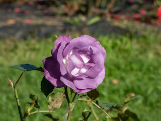 Close-up of the rose 'Blue for you' flowering with semi-double, pale purple-mauve flowers that fade...