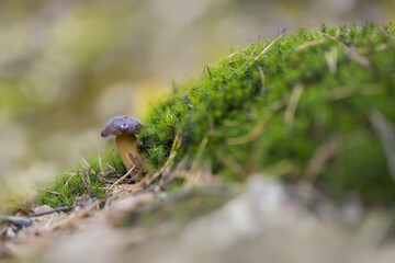 mushroom