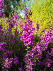 Wand loosestrif (Lythrum virgatum) 'Dropmore purple' flowering with reddish-purple flowers in loose open flower spikes