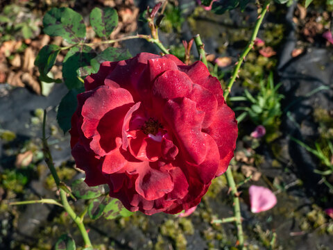 Close-up shot of the rose 'Stadt Kiel' flowering with deep red flowers in a park
