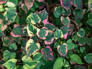 Chameleon plant (Houttuynia cordata) 'Variegata' with green leaves beautifully variegated with shades of red, pink, yellow or cream
