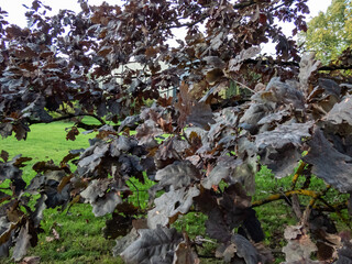Close-up of the purple leaved cultivar of English oak (Quercus robur) 'Timuki' in a park in summer with dark purple foliage all season
