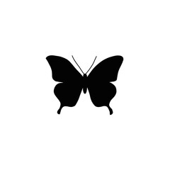 butterfly illustration