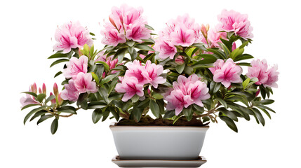 Vibrant Blooms in a Square Pot Isolated on Transparent or White Background, PNG