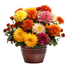 Chrysanthemums in a Fall-Themed Pot Isolated on Transparent or White Background, PNG