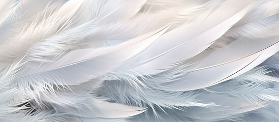 feathers of a bird as a background, macro, close-up