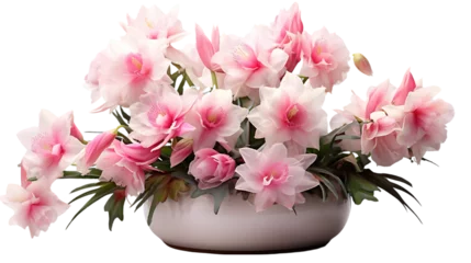 Rolgordijnen Pink Blooming Orchid Cactus in Clay Pot Isolated on Transparent or White Background, PNG © Bob