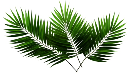 Green Palm Leaves Isolated on Transparent or White Background, PNG