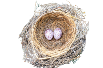 Bird nest on tree branch with two eggs