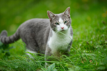 Naklejka na ściany i meble Cute tabby cat in a garden