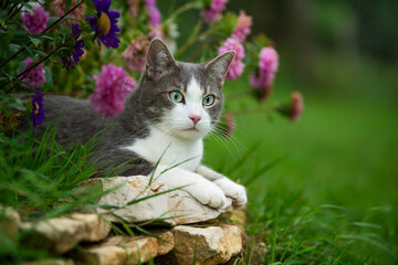 Cute young cat between flowers - 661326017