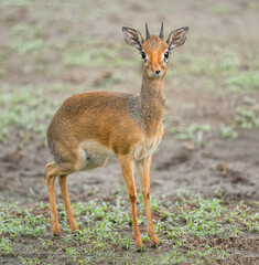impala in the savannah
