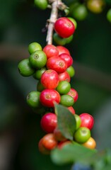 Coffee beans ripening on a tree in Chiang Mai , Thailand