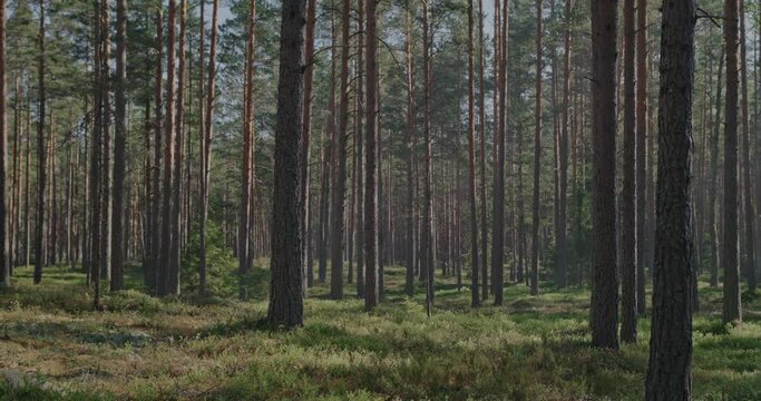 A beautiful view of a serene Nordic pine forest on a warm, sunlit summer day. The shadows playfully dance across the lush green forest floor, creating a captivating natural backdrop video.