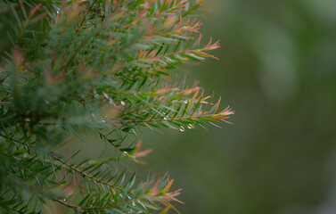 Leaves of a green coniferous tree in the forest.