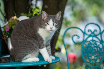 Cute tabby cat on a garden table