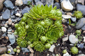 Jovibarba globifera, Rolling Hen-and-chicks or Sempervivum flower planting in garden bed outdoors. Miniature succulent plants in the garden.