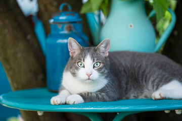 Cute tabby cat on a garden table