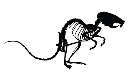 The silhouette of mouse skeleton.
