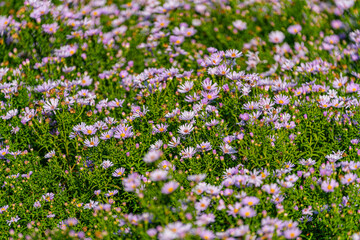 Fototapeta premium Blüten