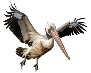 Flying pelican bird isolated on white background as transparent PNG - obrazy, fototapety, plakaty