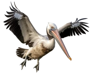Foto auf Acrylglas Flying pelican bird isolated on white background as transparent PNG © Flowal93