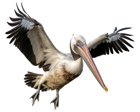 Flying pelican bird isolated on white background as transparent PNG