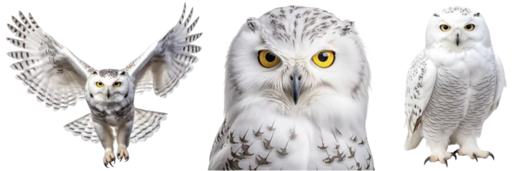 Photo sur Plexiglas Harfang des neiges Snowy owl collection (portrait, flying, standing), animal bundle isolated on white background as transparent PNG