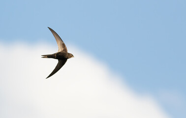 Common swift, Apus apus. A bird flies against a blue sky