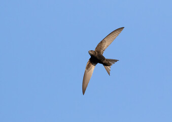 Common swift, Apus apus. A bird flies against a blue sky