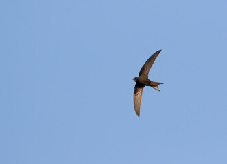 Common swift, Apus apus. A bird flies against a blue sky
