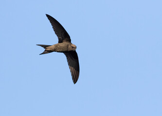 Common swift, Apus apus. A bird flies against a blue sky