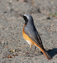 Common redstart, Phoenicurus phoenicurus. A bird sits in the backyard of a house on the pavement