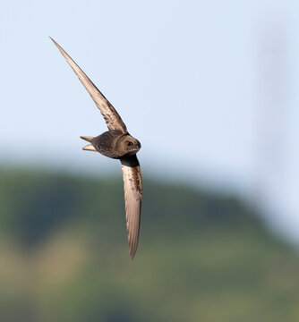 Common swift, Apus apus. A bird flies against a sky