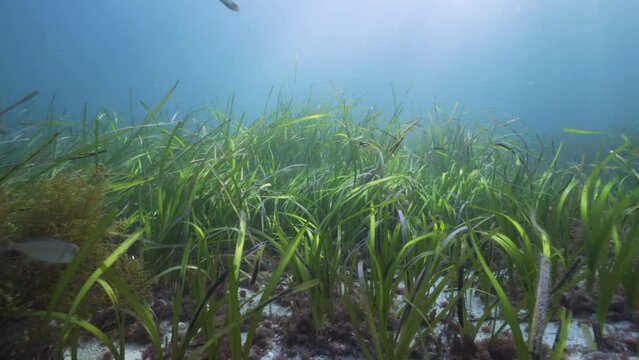 Seagrass on the ocean floor with natural sunlight underwater in the Atlantic ocean, Eelgrass seagrass Zostera marina, Spain, Galicia, Rias Baixas