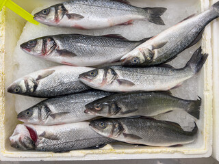 Top view of raw bonito fish on ice on display at seafood fish market