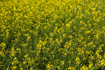 Yellow rapeseed flowers bloomed in the field. View from above on a rapeseed field. Agriculture.