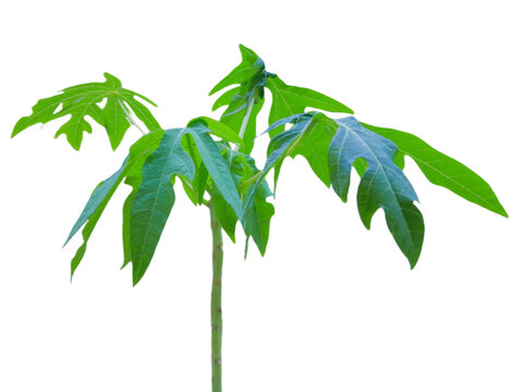 young papaya tree a nature concept.