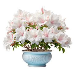 Pink Azalea in White Pot Isolated on Transparent or White Background, PNG