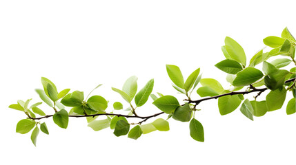 Fototapeta na wymiar Green Tree Branch Isolated on Transparent or White Background, PNG