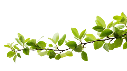 Green Tree Branch Isolated on Transparent or White Background, PNG
