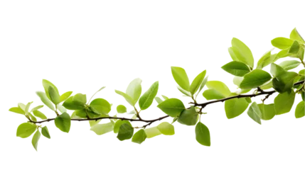 Poster Green Tree Branch Isolated on Transparent or White Background, PNG © Bob