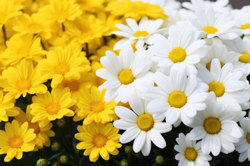 Fototapeta premium white and yellow daisy flowers in full bloom, side by side