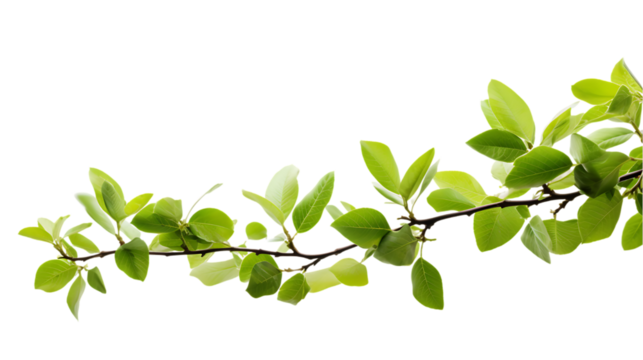 Green Tree Branch Isolated on Transparent or White Background, PNG