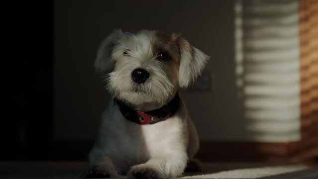 A Jack Russell dog lying on the floor at home in the sunlight