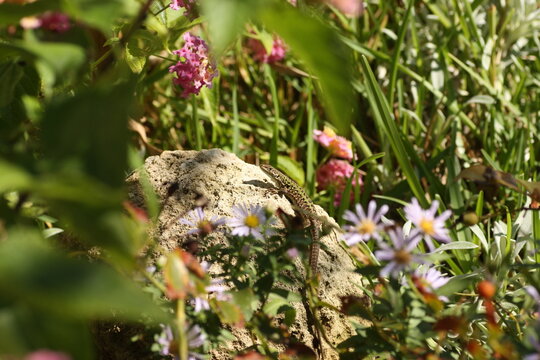 waldeidechse blumenwiese stein 